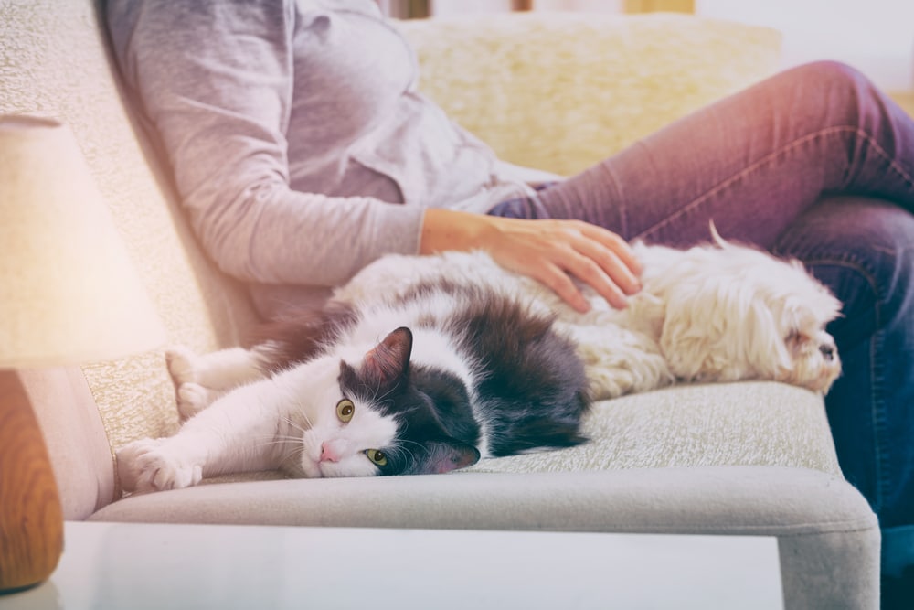 air conditioners and pets